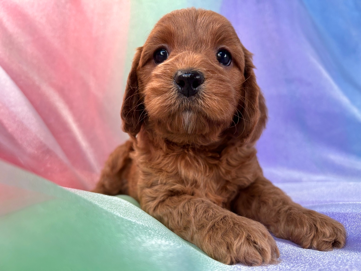 Iowa Cockapoo Breeder Dark Red Cockapoos Available Now